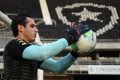 Gatito Botafogo
