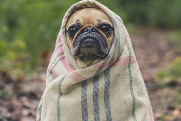Cachorro embrulhado em coberta com frio