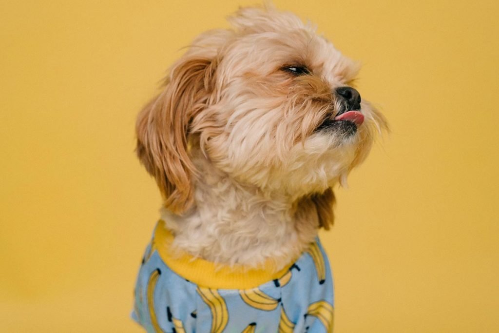 Cachorro Shih Tzu