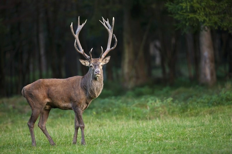 Cervo animal