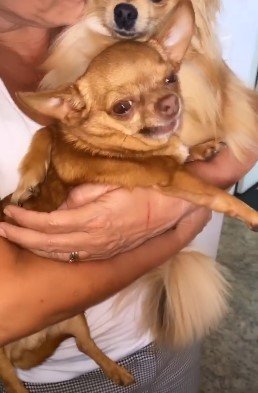Glória Pires e cachorros