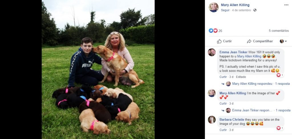 Ninhada de cães Collie e Setter irlandês