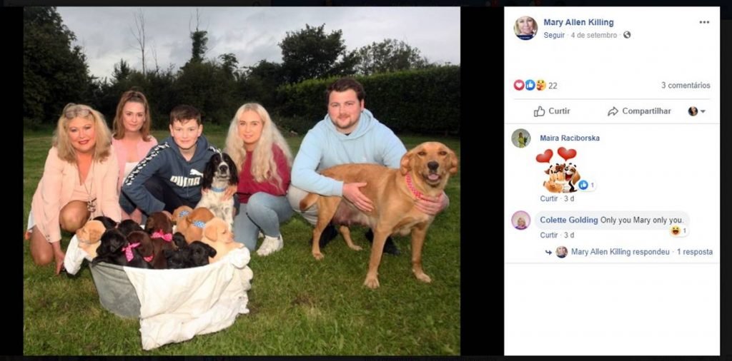 Ninhada de cães Collie e Setter irlandês