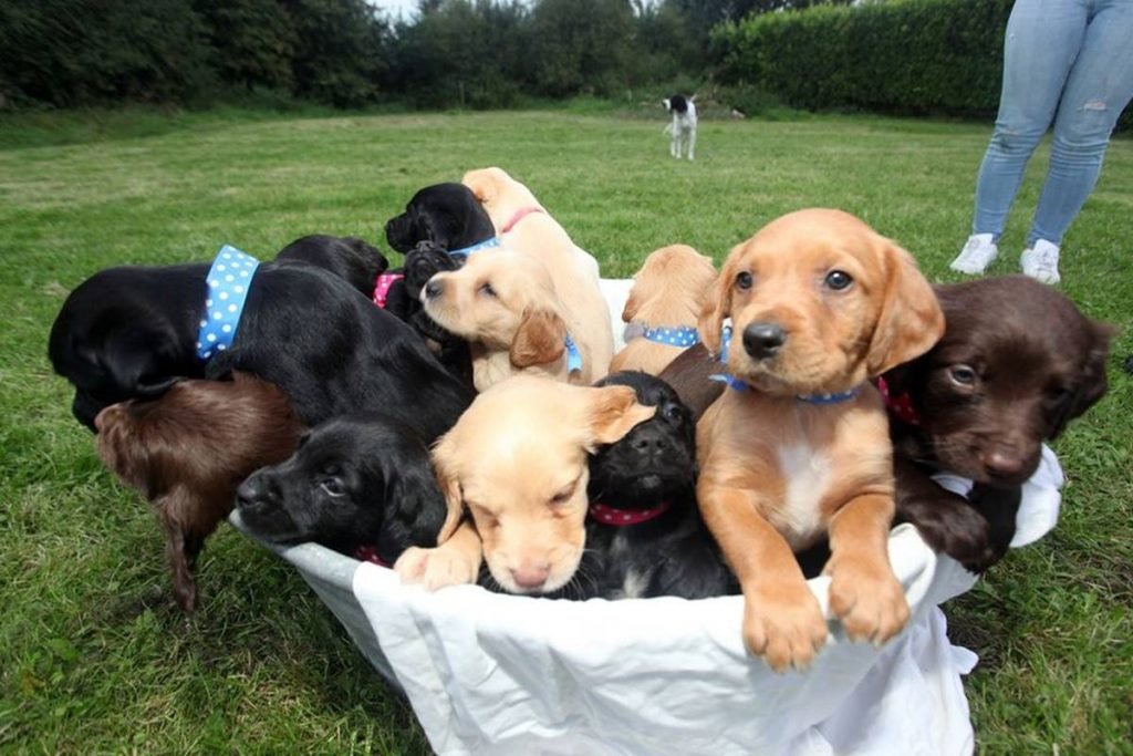 Ninhada de cães Collie e Setter irlandês