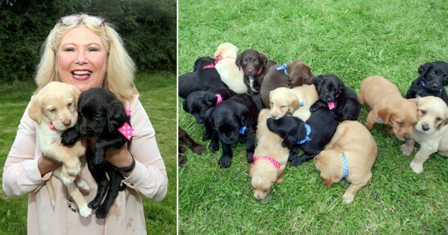 Ninhada de cães Collie e Setter irlandês