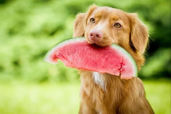 Cachorro com melancia