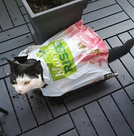 Foto engraçada de gato