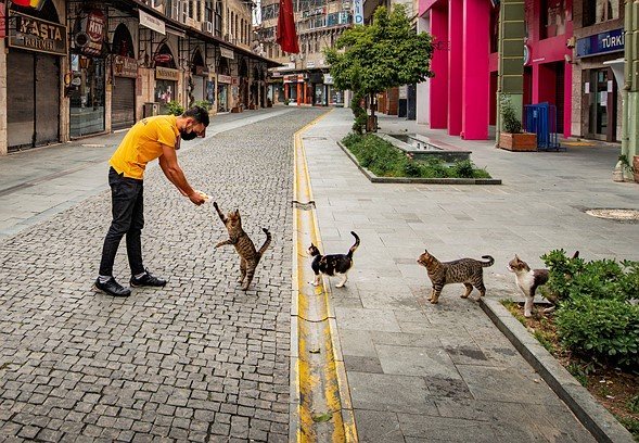 Foto engraçada de gato