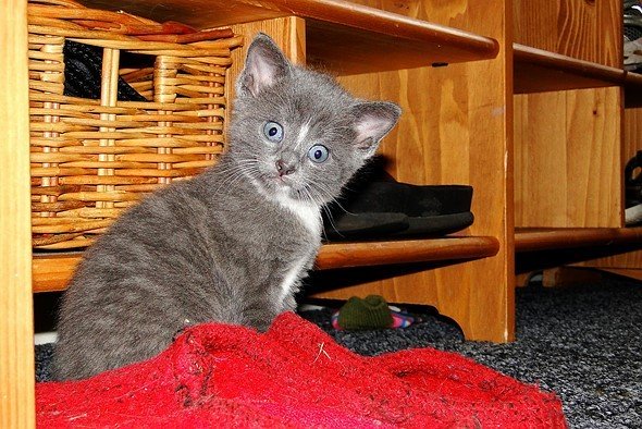 Foto engraçada de gato