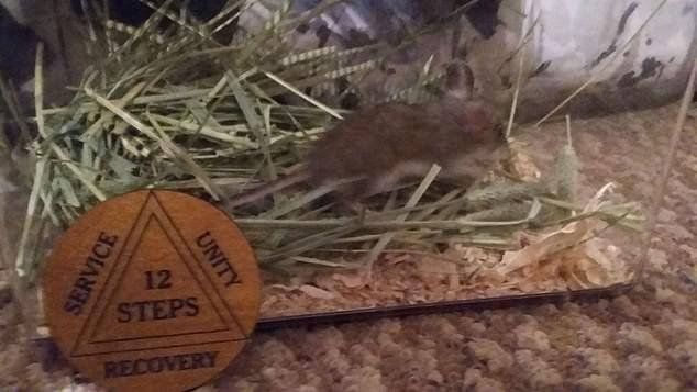 Rato comendo maconha