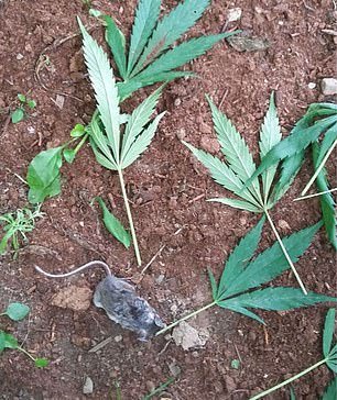 Rato comendo maconha