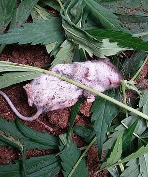 Rato gigante emerge do esgoto após fortes chuvas. Veja! • DOL