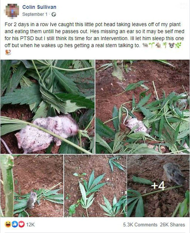 Rato comendo maconha