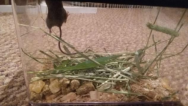 Rato comendo maconha