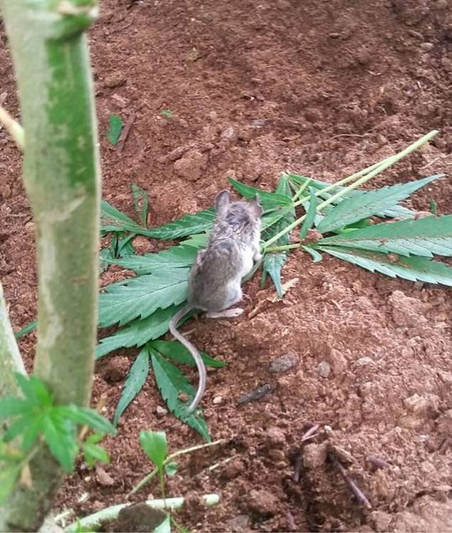 Rato comendo maconha