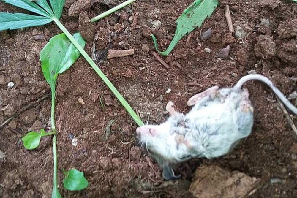 Rato gigante emerge do esgoto após fortes chuvas. Veja! • DOL