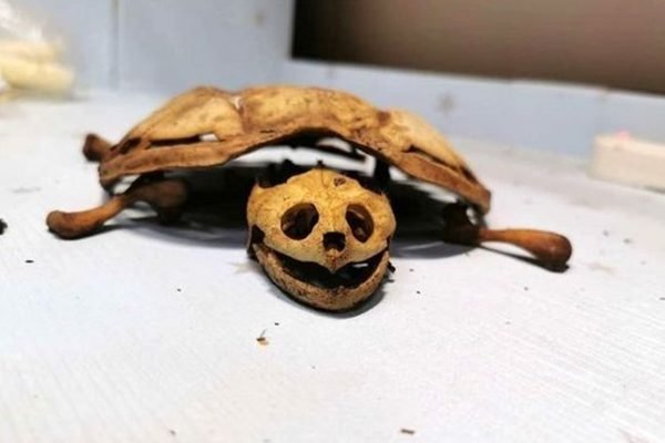 Esqueleto de tartaruga