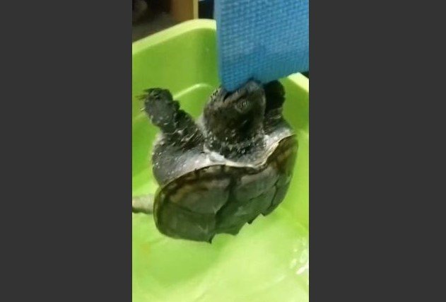 Esqueleto de tartaruga