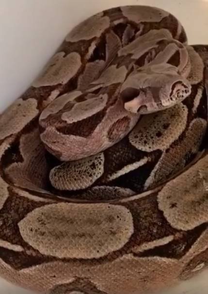 Cobra aparece em casa de Daniel Cady e Ivete Sangalo