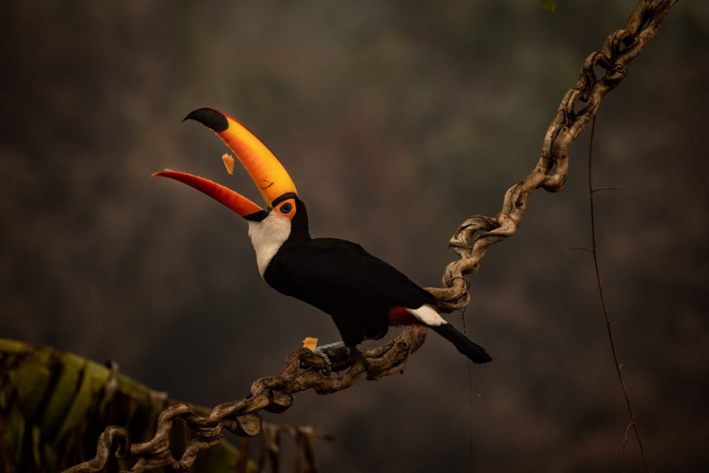 Pantanal On Fire In Brazil - PF investiga possíveis responsáveis por incêndios no Pantanal em MS