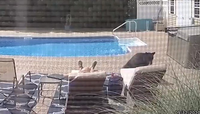 Urso invade casa nos EUA