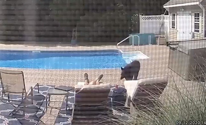 Urso invade casa nos EUA