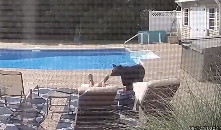 Urso invade casa nos EUA