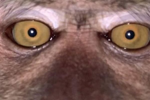 Apos Recuperar Celular Perdido Homem Se Depara Com Selfies De Macaco