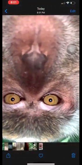 Selfie de macaco