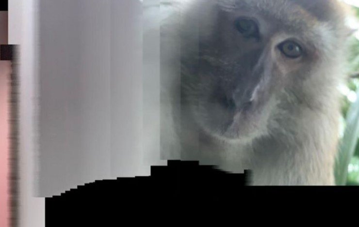 Selfie de macaco