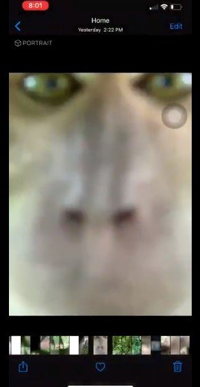 Selfie de macaco