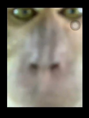 Selfie de macaco