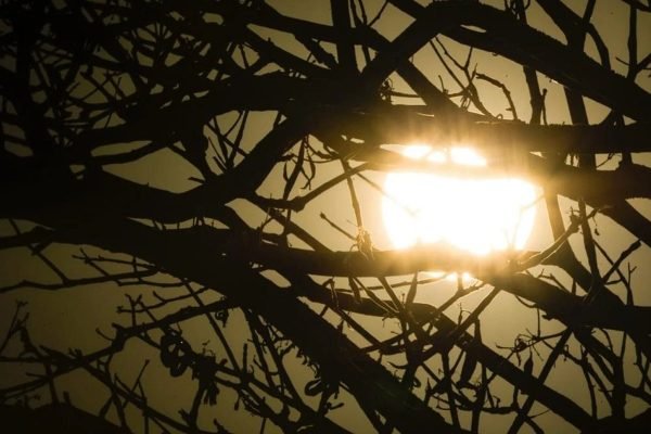 Calor: sol detrás de galhos de árvore
