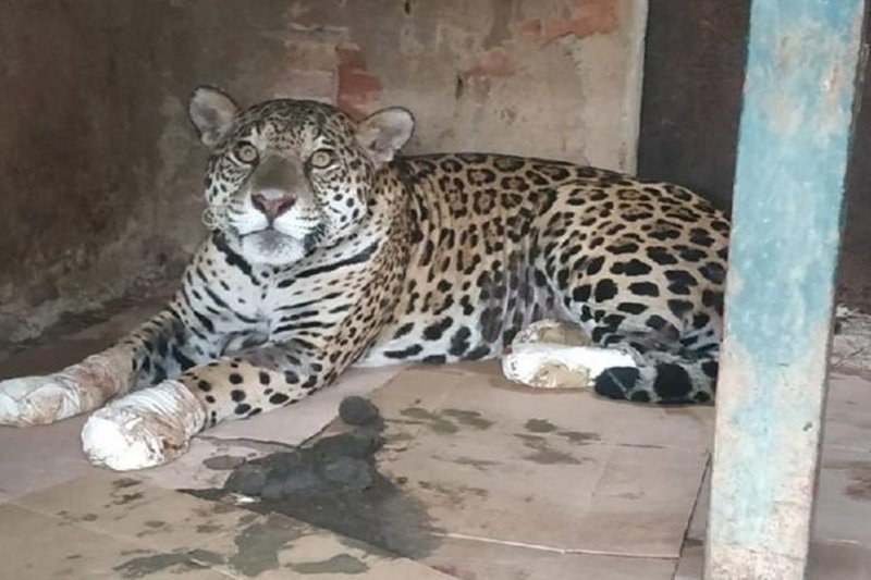 Onça Pintada recebe cuidados nas patas