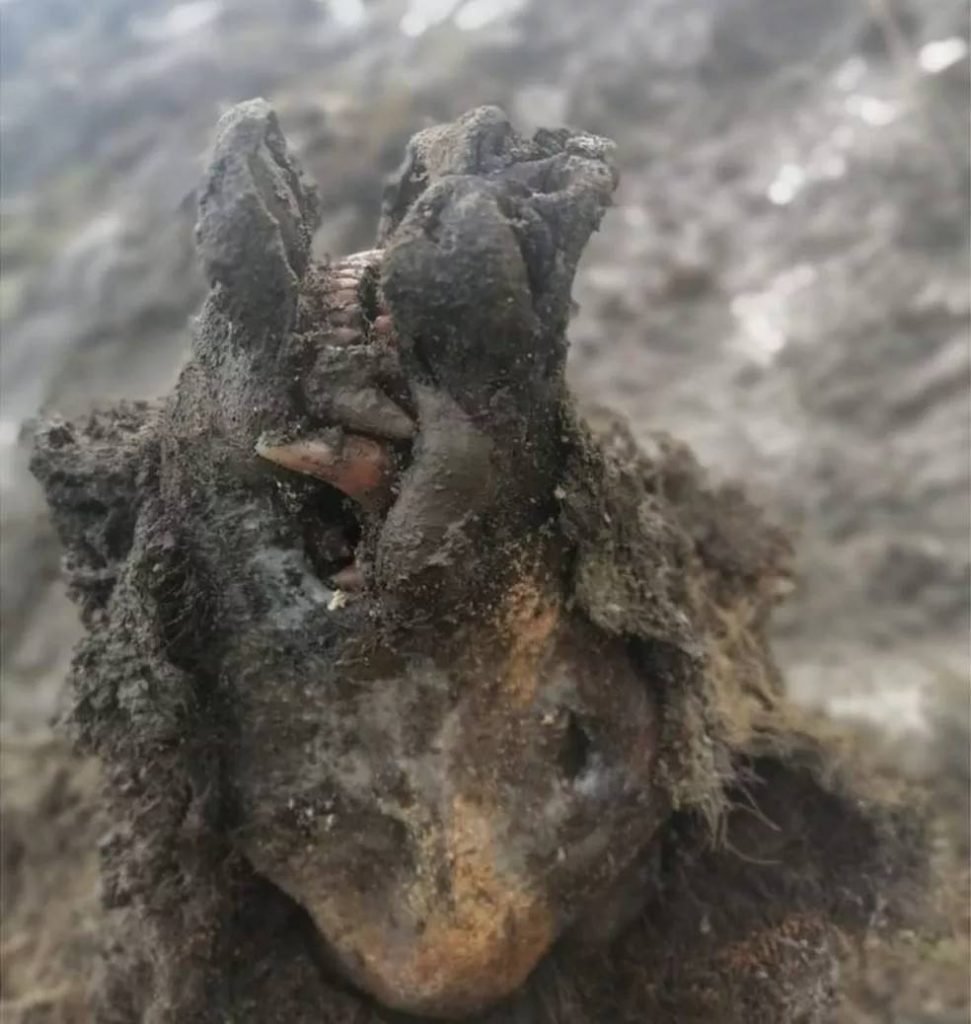 Urso da era do gelo