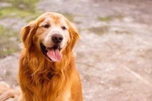 Golden Retriver