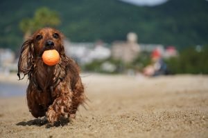 8 hotéis pet friendly na praia para curtir com o animal de estimação