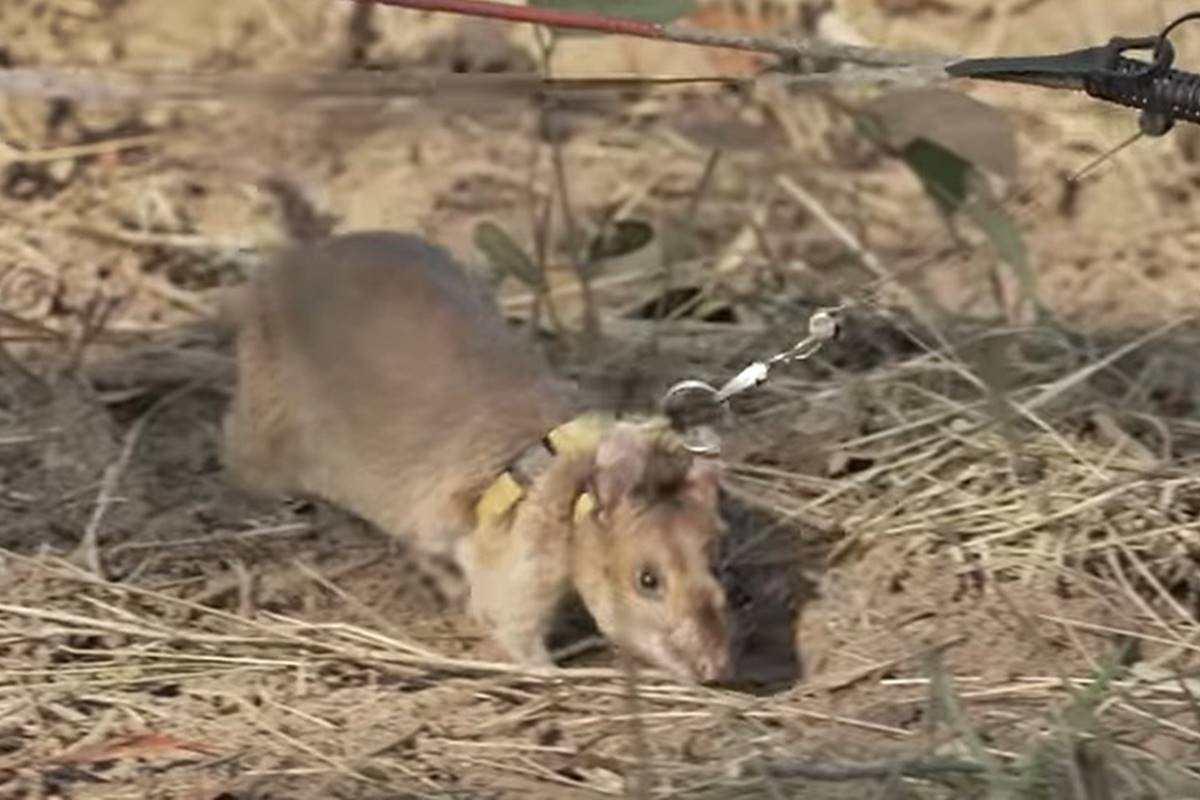 Magawa, o rato que deteta minas, ganhou uma medalha de ouro - ZAP Notícias