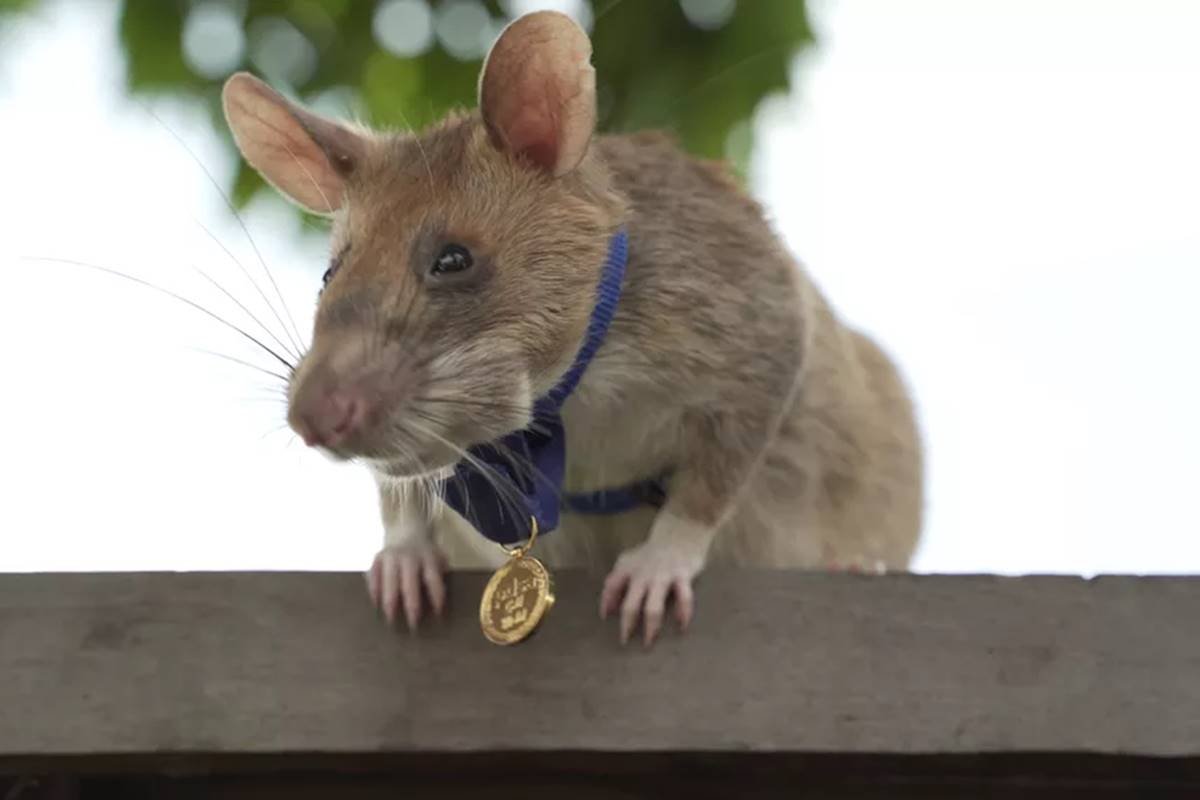 Morre Magawa, o rato herói que ganhou prêmio de bravura animal