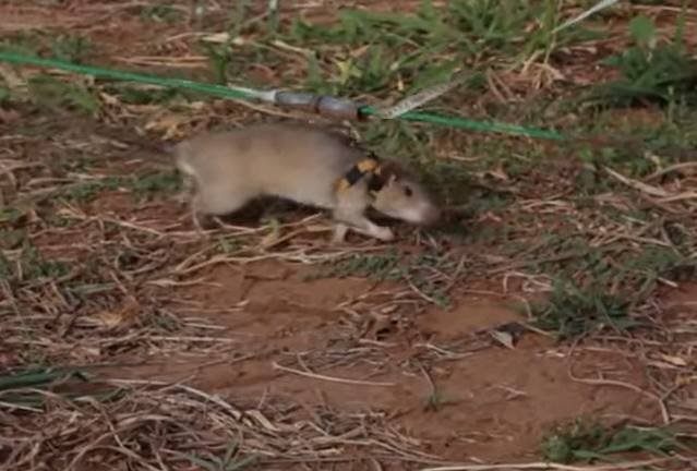 Magawa, o rato que deteta minas, ganhou uma medalha de ouro - ZAP Notícias