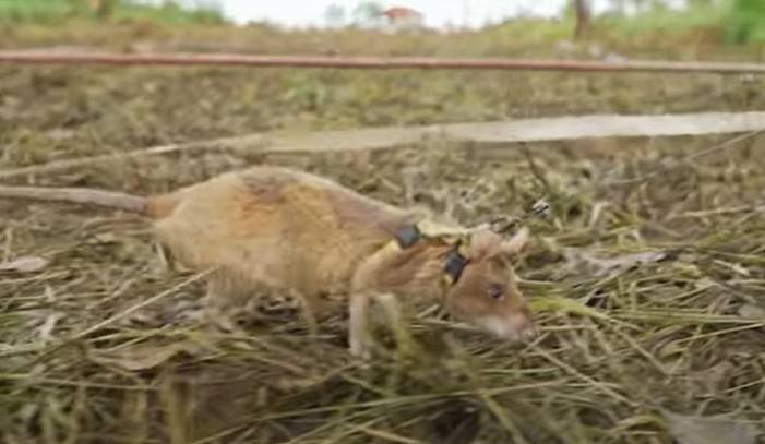 Ratazana gigante” é retirada de esgoto após tempestade e assusta moradores