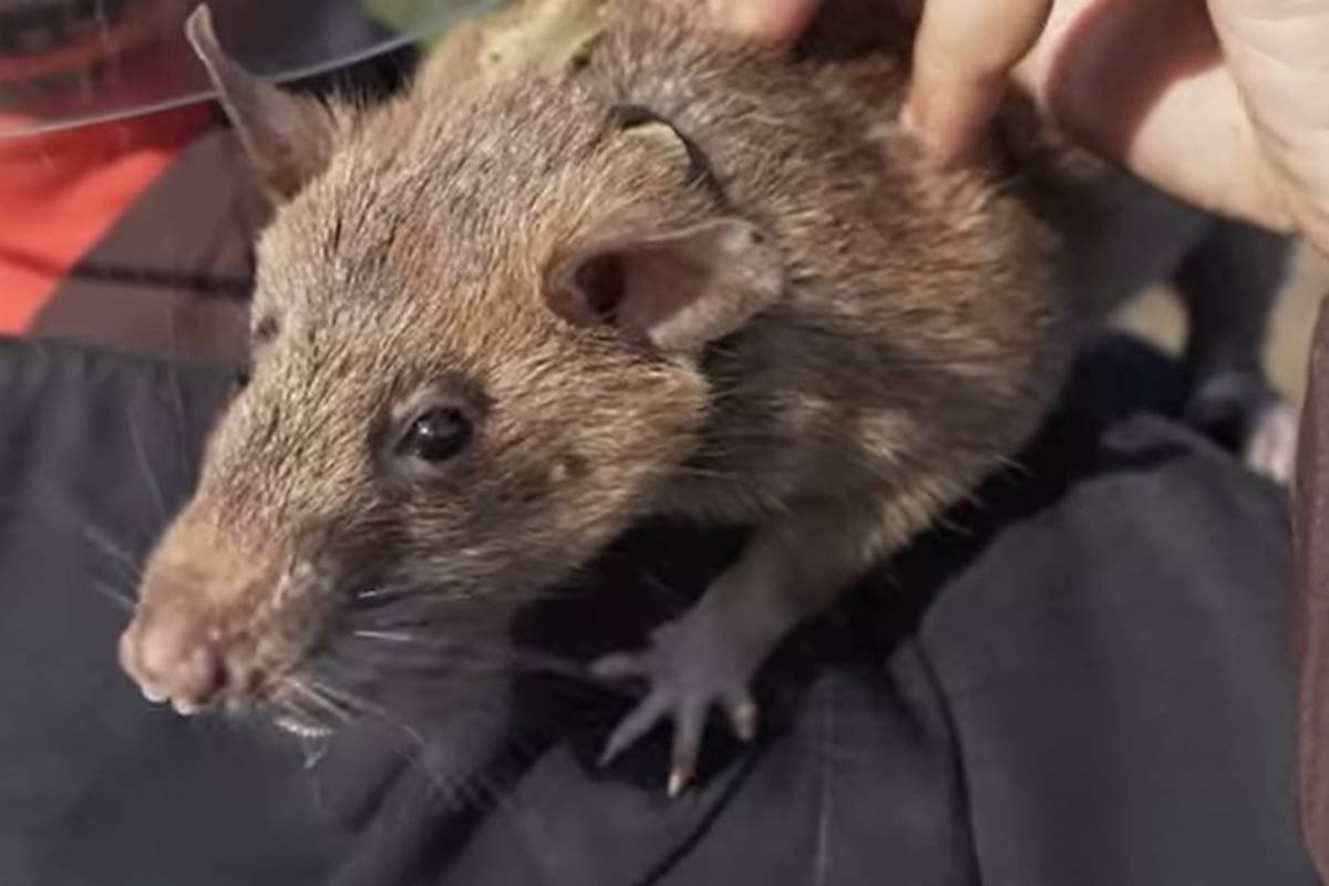 Ratazana gigante” é retirada de esgoto após tempestade e assusta moradores