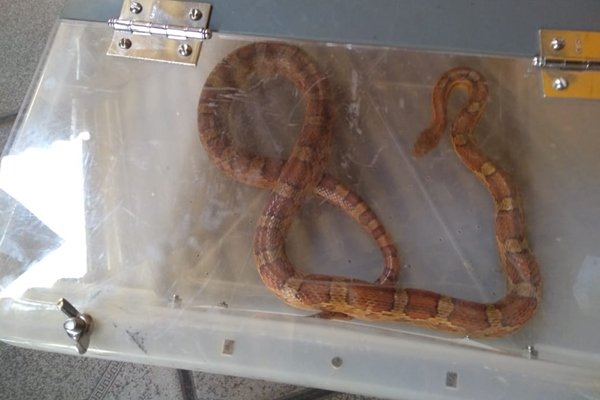 Cobra apreendida pela PMDF
