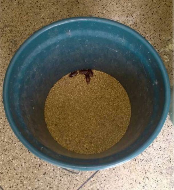 Baratas em balde com comida de pássaros
