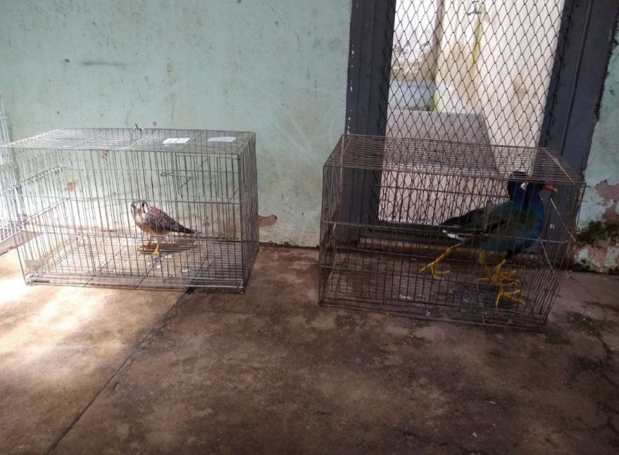 Aves em gaiolas pequenas no Cetas-DF