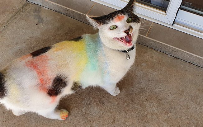 Gatos brincam com desenhos de giz e o resultado deixa donos de cabelo em pé, Especiais