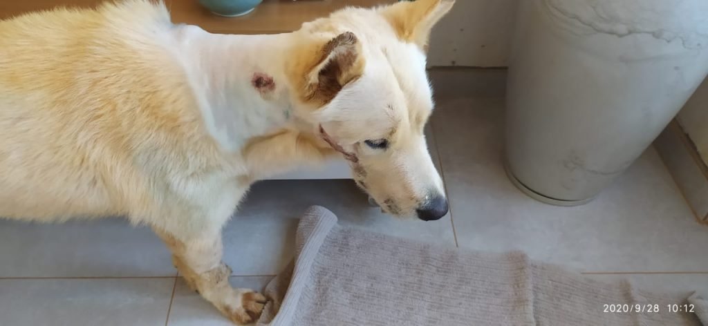cão baleado