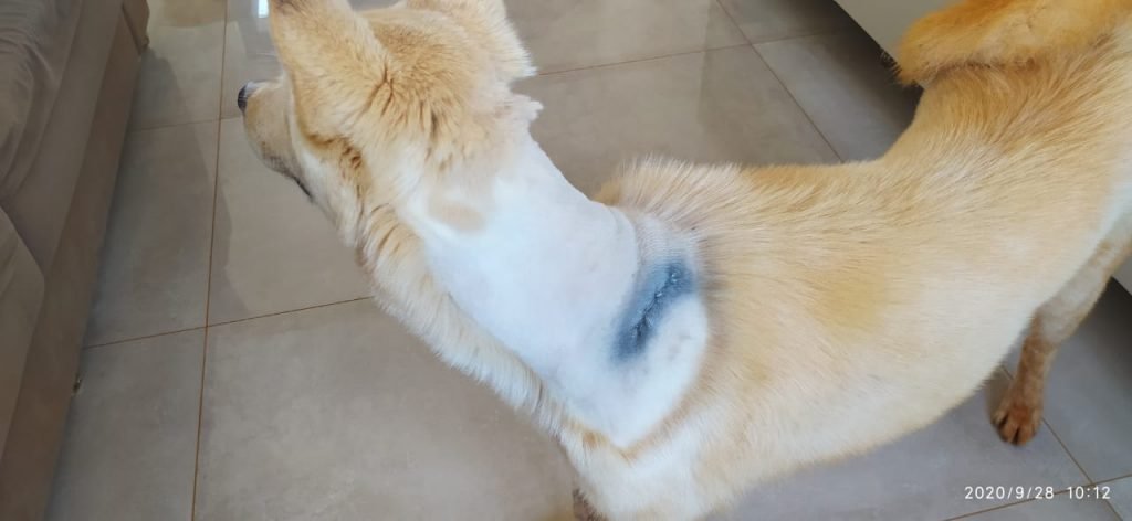 cão baleado