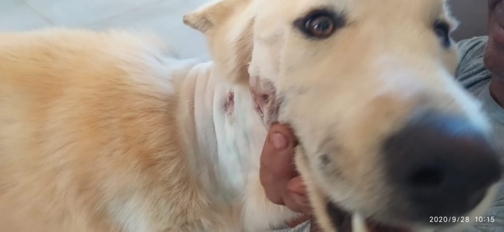 cão baleado