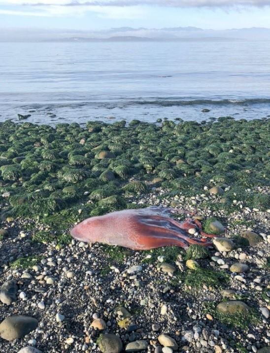 Criatura bizarra encontrada em praia